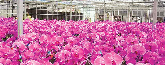 Fujian encourages further farm forays bridging 