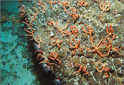 Scientists discover millions of tiny starfish