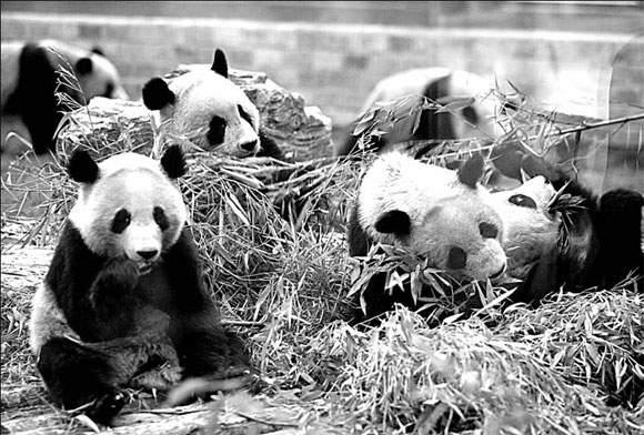 Wolong pandas start life anew