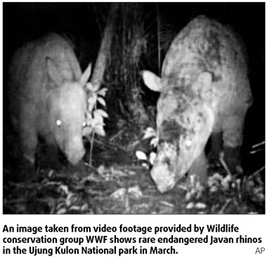 Rarest rhinos captured on video