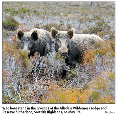 Wolves to follow loose moose in Highland plot?