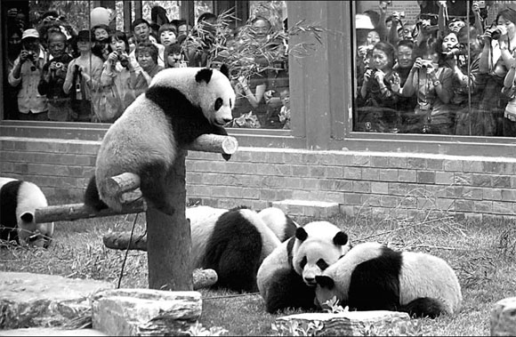 Thousands flock to see pandas