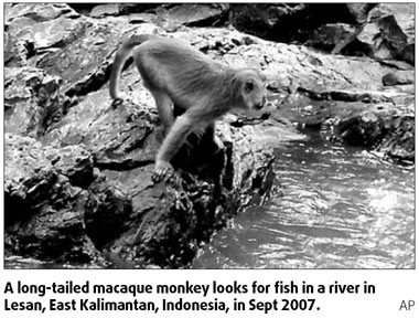 Macaque monkeys can fish