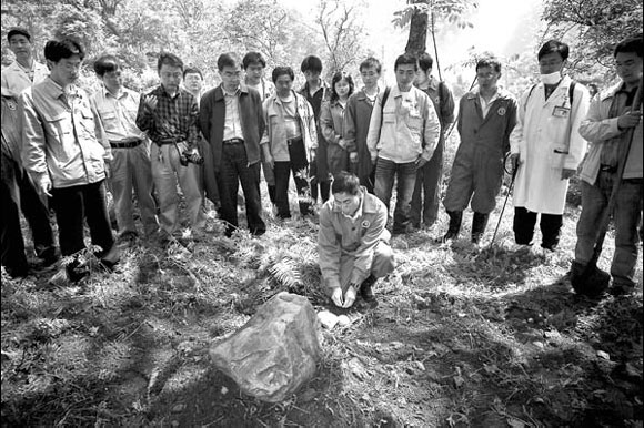 New home sought for Wolong's giant pandas