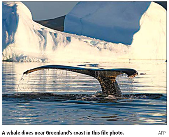 Greenland natives accused of abusing whaling quota