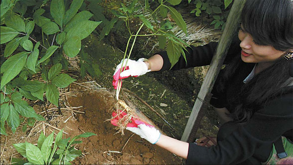 Root to health