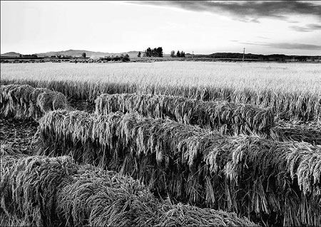Cultivating benefits of 'green' agriculture