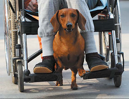 Pet maneuvers old man's wheelchair