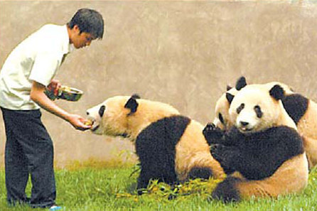 Guangzhou bids for panda-breeding base