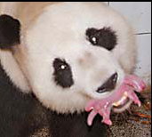 Guo Guo survived quake, now gives birth to twins
