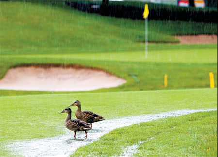 Vietnam to freeze golf courses to ensure grain output