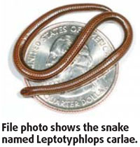 Smallest snake is as thin as spaghetti