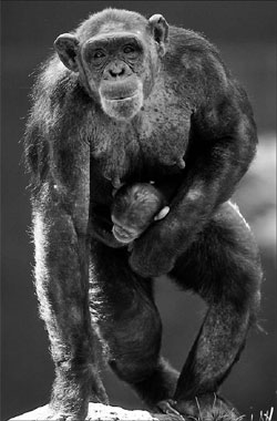 Report: Nearly half of monkeys, apes endangered