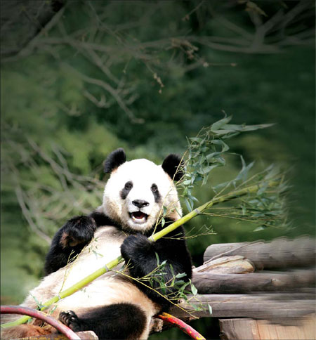 Pandas in the house