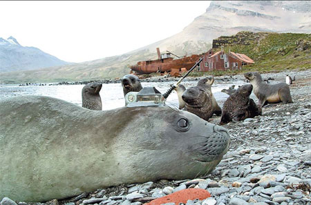 Elephant seals join fight against climate change