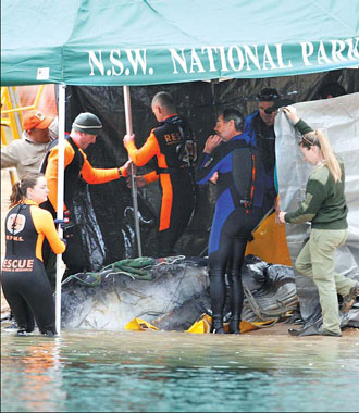 Oz rangers put down abandoned baby whale