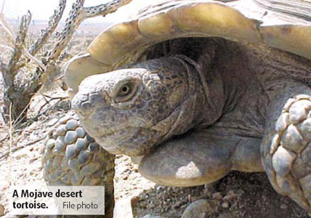 Desert tortoise numbers continue to decline