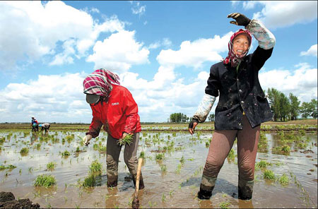Govt grain target raised 50m tons