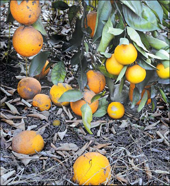 Drought threatens Argentine agriculture