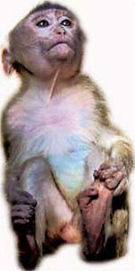 Chinese scientists develop test-tube monkeys