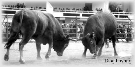 Special supplement: Yellow cattle promote growth