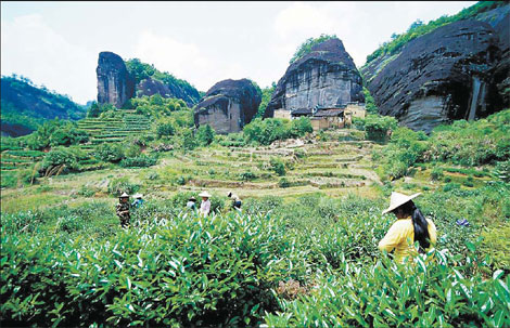 Teatime for tourists