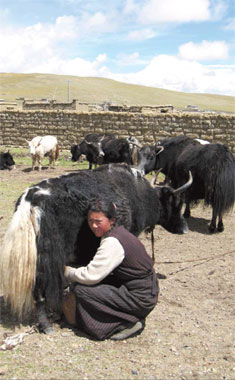 Tibet moving on climate change threat