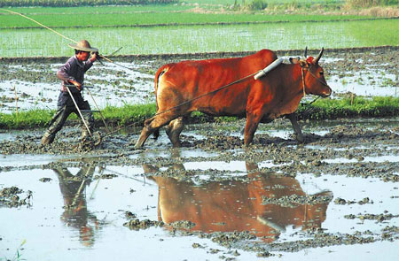 Major farmland reform mulled