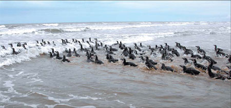 Warmer world threatens 'Happy Feet'