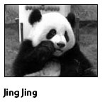 Scientists map panda genome