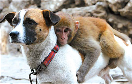 Dog takes bullied monkey under its...leg