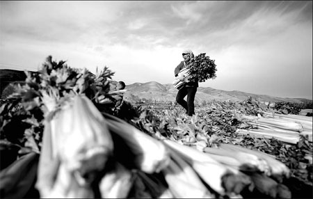 Financial meltdown 'hurting farmers'