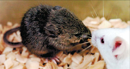 Mammoth task from frozen mice clones