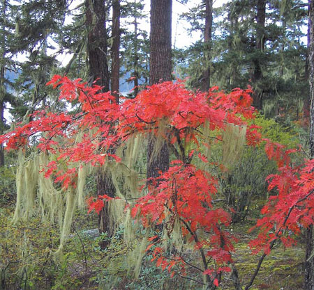 Why China needs more national parks