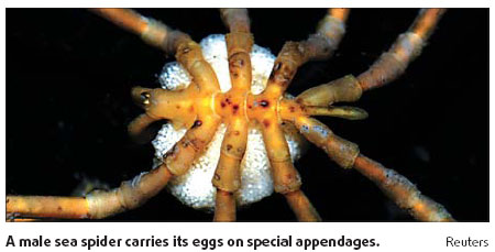 Sea census leads to discoveries of wonders