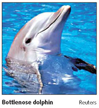 Bridge hangs in balance over dolphins' hearing