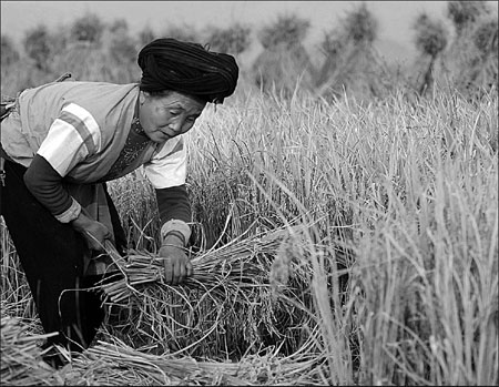 Nation renews vow on grain security