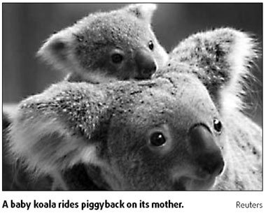 Mobile phones eavesdrop on koalas