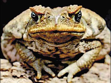 Bad back may stop poisonous cane toad invasion