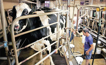 Proposal for green tax on cattle gas stinks, US farmers say