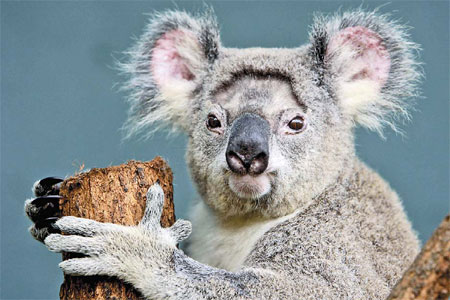 Koala bears may soon be extinct, experts warn