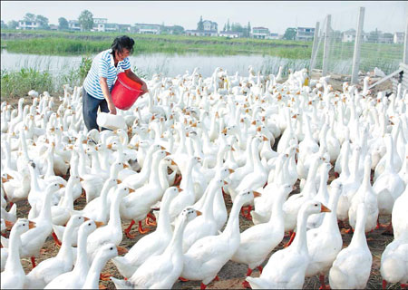 Fowls culled after avian flu virus found