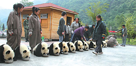 'Panda Daddy' to the rescue