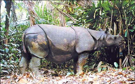 Four rare rhino calves found in Indonesia