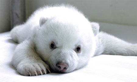Just the bear necessities