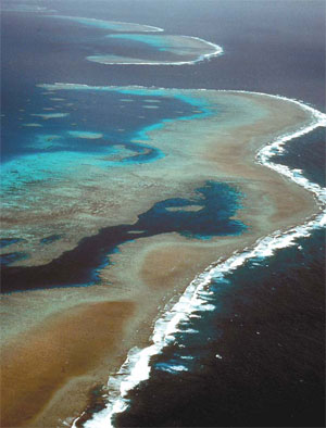 Slow coral growth worries scientists