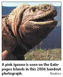 What Darwin missed at Galapagos: Pink iguanas