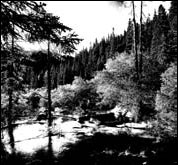 Beauty lies in nature, not conservation