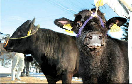 Scientists clone bull in Year of the Ox
