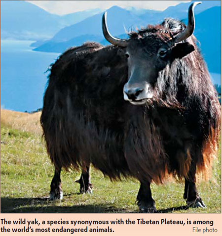 China's Wild West has something to yak about